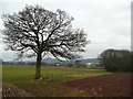 Oak tree by Siddington Lane