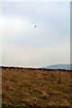 SE0483 : Kestrel Above Carlton Moor by Steve Partridge