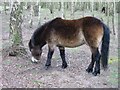 SE6437 : Exmoor ponies at Skipwith Common by Malcolm Campbell