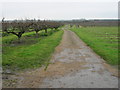 Footpath and farm track through the orchards