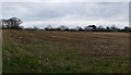 Maize stubble, Llanfair