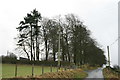 Plantation near Bryn-picca