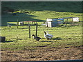 Geese at Pant Glas Farm