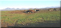 Cattle feeding on Gellidara Farm