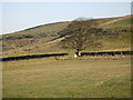 Pastures near High Struthers