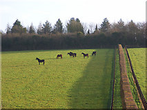SU8082 : Horses, Rosehill by Andrew Smith