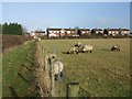 Sheep grazing beside the footpath