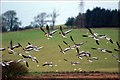 Pink Footed Geese