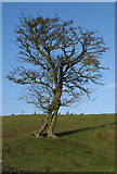SO7639 : Tree takes human form by Pauline E