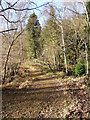 Wyre Forest footpath in Winter