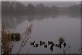 Mallards on White Loch