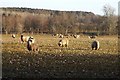 Sheep at Balendoch