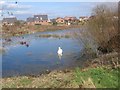 Granllyn Pool Nature Reserve