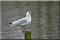 Black Headed Gull on post at Boxer