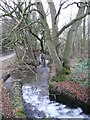 Beeches by the outflow of Hardwick pond