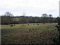 Horses grazing, Sherbourne Valley