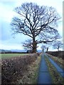 Oaks on the road above Llifior