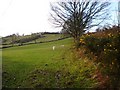 Pasture near Cefn-y-bryn