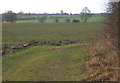 View across fields towards Willisham