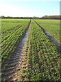 Bright green shoots of winter crop near Tarston Hall