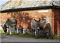 SU3703 : Donkeys in the road outside Penerley Farm House by Gillian Thomas