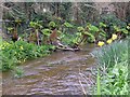 The stream beside the road, Penberth Valley