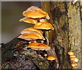 Fungus near Edenderry