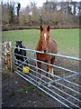 Hopeful horse and pony near Vaynor Park