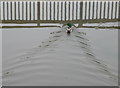 Mallard, Prestatyn Gutter