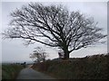 Trees by the lane to St Giles in the Wood