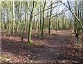 Footpath in woodlands