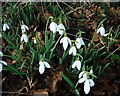 Barton Stacey - Snowdrops