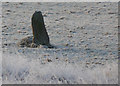 NH5796 : Standing stone at Invershin (detail) by sylvia duckworth