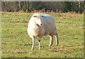 Clee Liberty Common sheep contemplates their next move