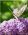 ST7964 : 2006 : Silver-washed Fritillary on Buddleia by Maurice Pullin