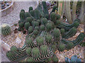 Echinopsis plants at the Cactus Gardens, Ashington, Sussex