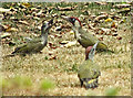 TQ2995 : Green Woodpecker (Picus viridis) by Christine Matthews