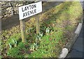 Early signs of spring, Layton Avenue, Rawdon