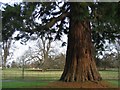 Sun catching the trunk of a Wellingtonia