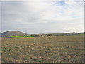 Farmhouse and outbuildings of Porth Dinllaen Farm viewed across a stubble field