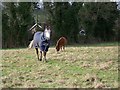 Horses and ponies in Revels Field