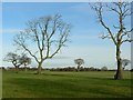 Trees in winter, Whetstone Farm, Horsforth