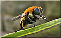 Greater Bulb Fly or Great Narcissus Fly (Merodon Equestris)