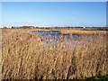 Reed beds