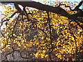 NY3100 : Sunlight filtered through beech leaf curtain by Andrew Hill