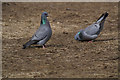 SD2708 : Stock Doves (Columba oenas), Formby by Mike Pennington