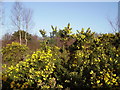 Gorse on Yateley Common