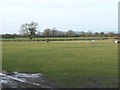 Pastureland at Barton St David