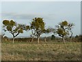 Mistletoe in apple trees