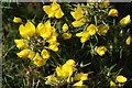 Eithin - Ulex europaeus - Gorse